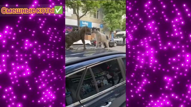 Смешные коты Подборка #48 / Забавные видео про домашних животных/ Смотреть приколы про котиков 2025