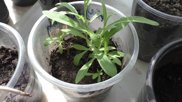 Апрель, рассада.