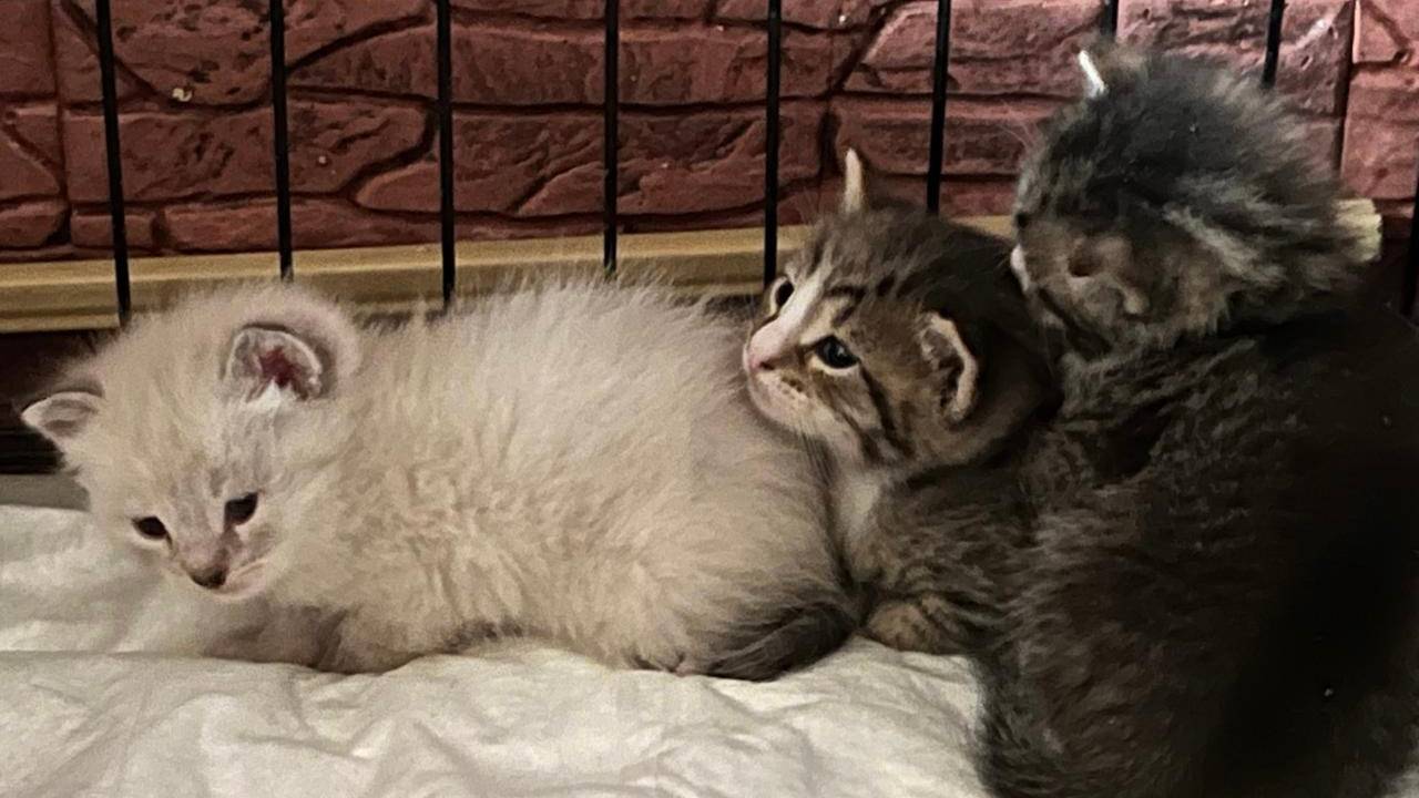 Яшма  окотилась в Пятёрочке