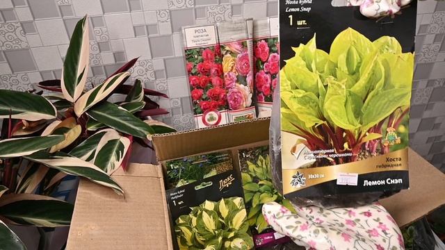 Какие растения я купила. Почему покупаю посадочный материал именно рано весной