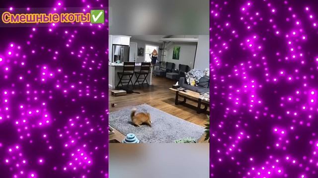 Смешные коты Подборка #46 / Забавные видео про домашних животных/ Смотреть приколы про котиков 2025