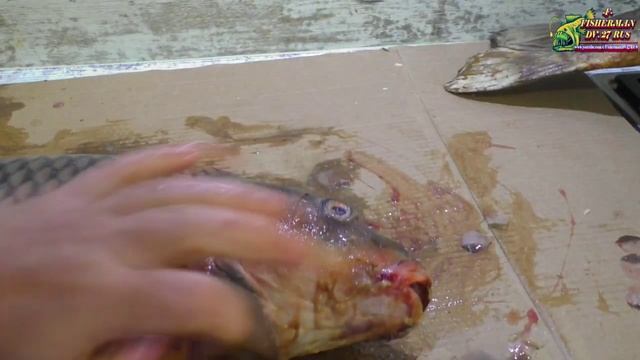 Как снять кожу с рыбы?(сазан 10 кг), для выделки лучших рыбьих кож