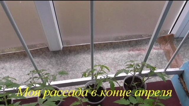 Выращивание помидоров и перцев по два растения в стаканчике