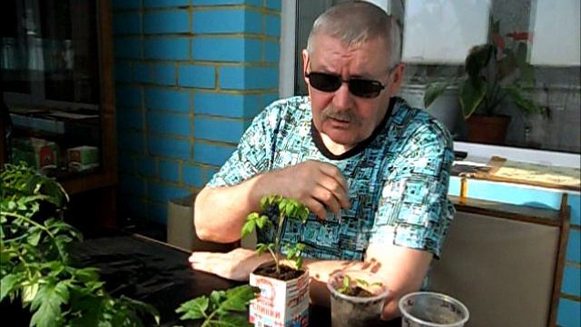 Если белеют листья рассады