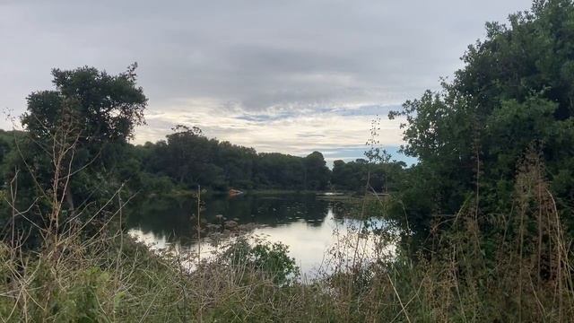Плакучая береза  🌳