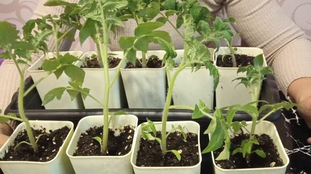 Томаты НЕПАС. ч2. томатам 1,5 месяца