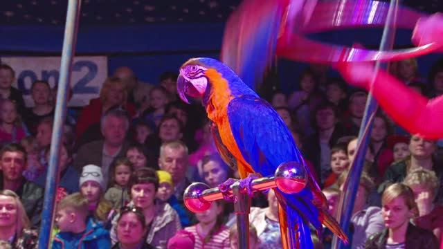 ЦИРК шоу ~ Лучшие цирковые представления ~ выступают собаки обезьяны попугаи медведи крокодилы