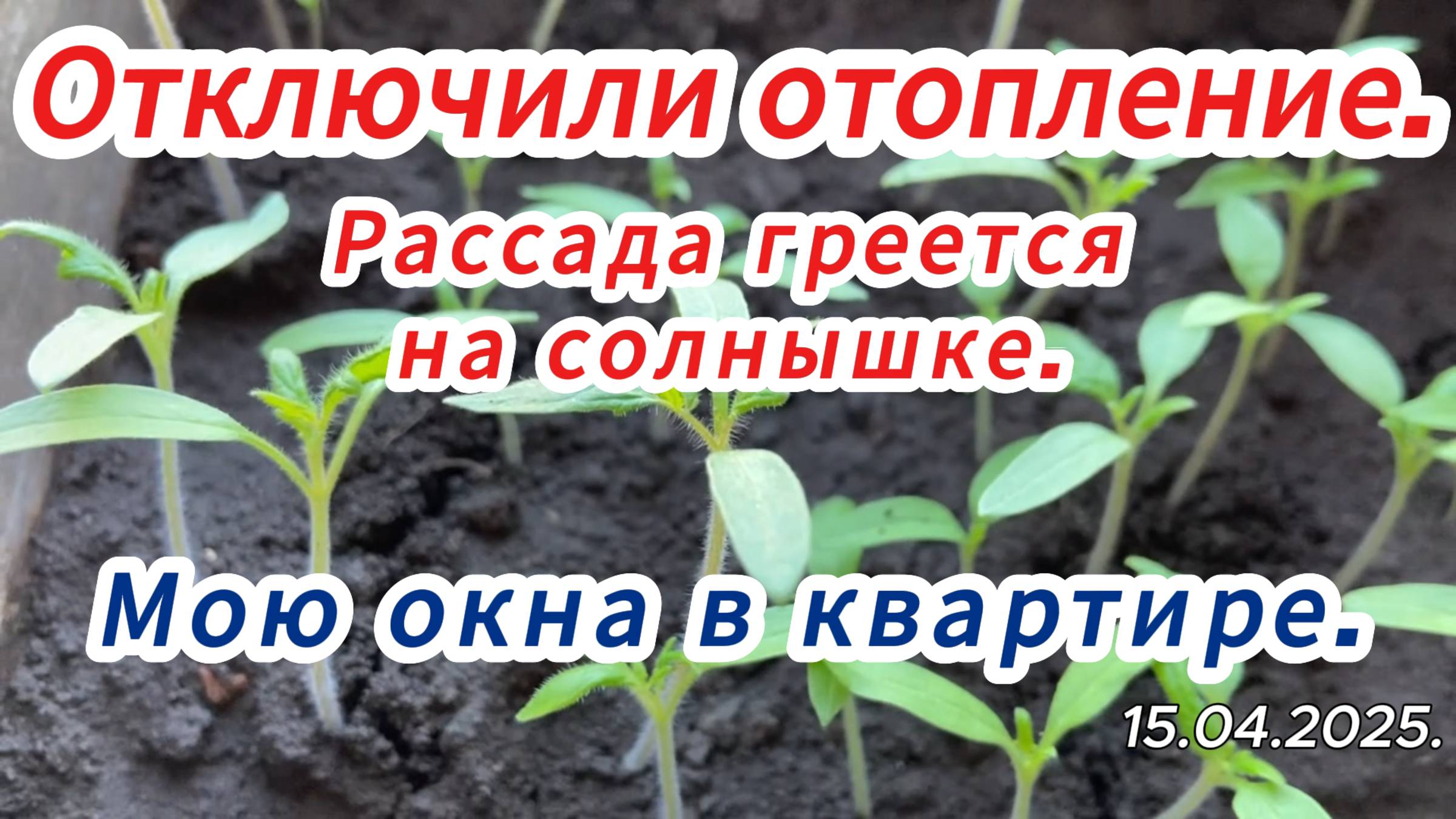 2025. "Отключили отопление. Рассада греется на солнышке | Мою окна в квартире". 15 апреля.