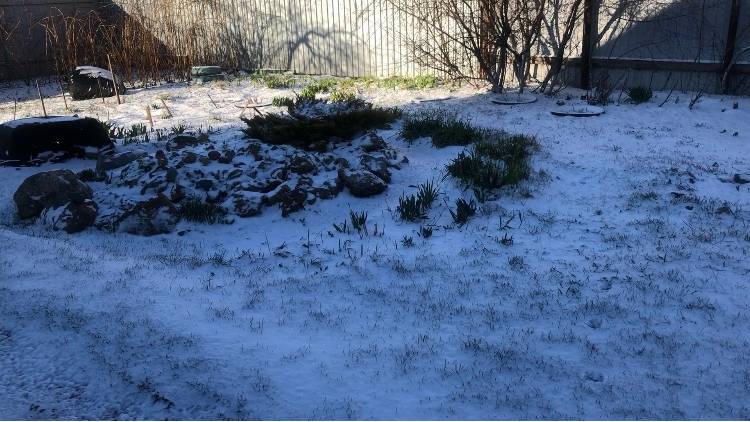 Снова зима Рассада в теплице