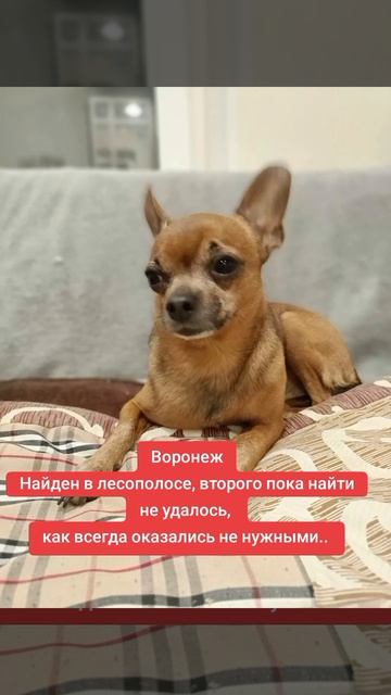 Воронеж.
В группе пополнение. Мальчик той терьера. Был найден в юго-западном районе,в лесополосе.