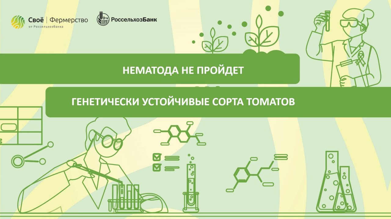 Нематода не пройдет: генетически устойчивые сорта томатов
