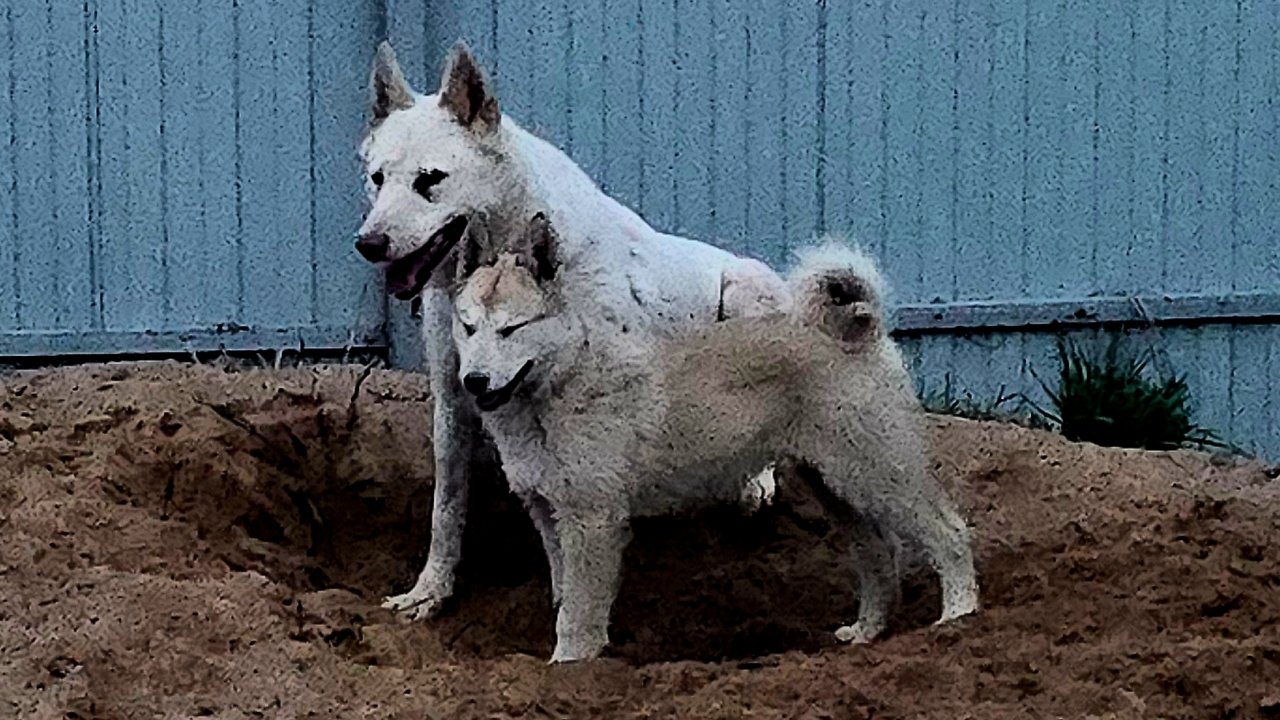 Вечерняя учёба щенка