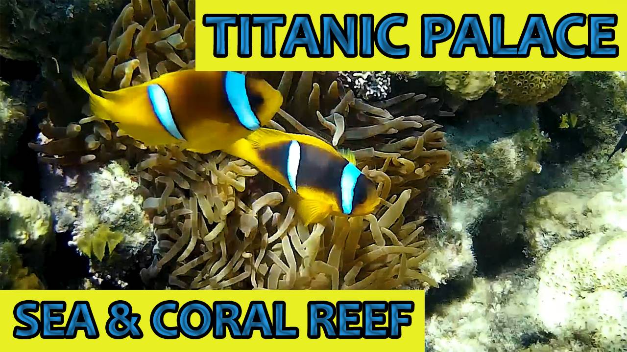 ЕГИПЕТ - ХУРГАДА | Titanic Palace - отель без моря | КОРАЛЛОВЫЙ РИФ | Морские звезды | РЫБЫ-КЛОУНЫ