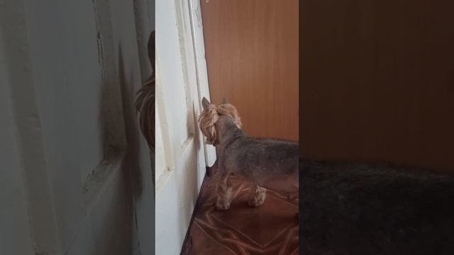 Йорк Арчи подстригся на весну. Зоосалон Eteluin г.Краснодон