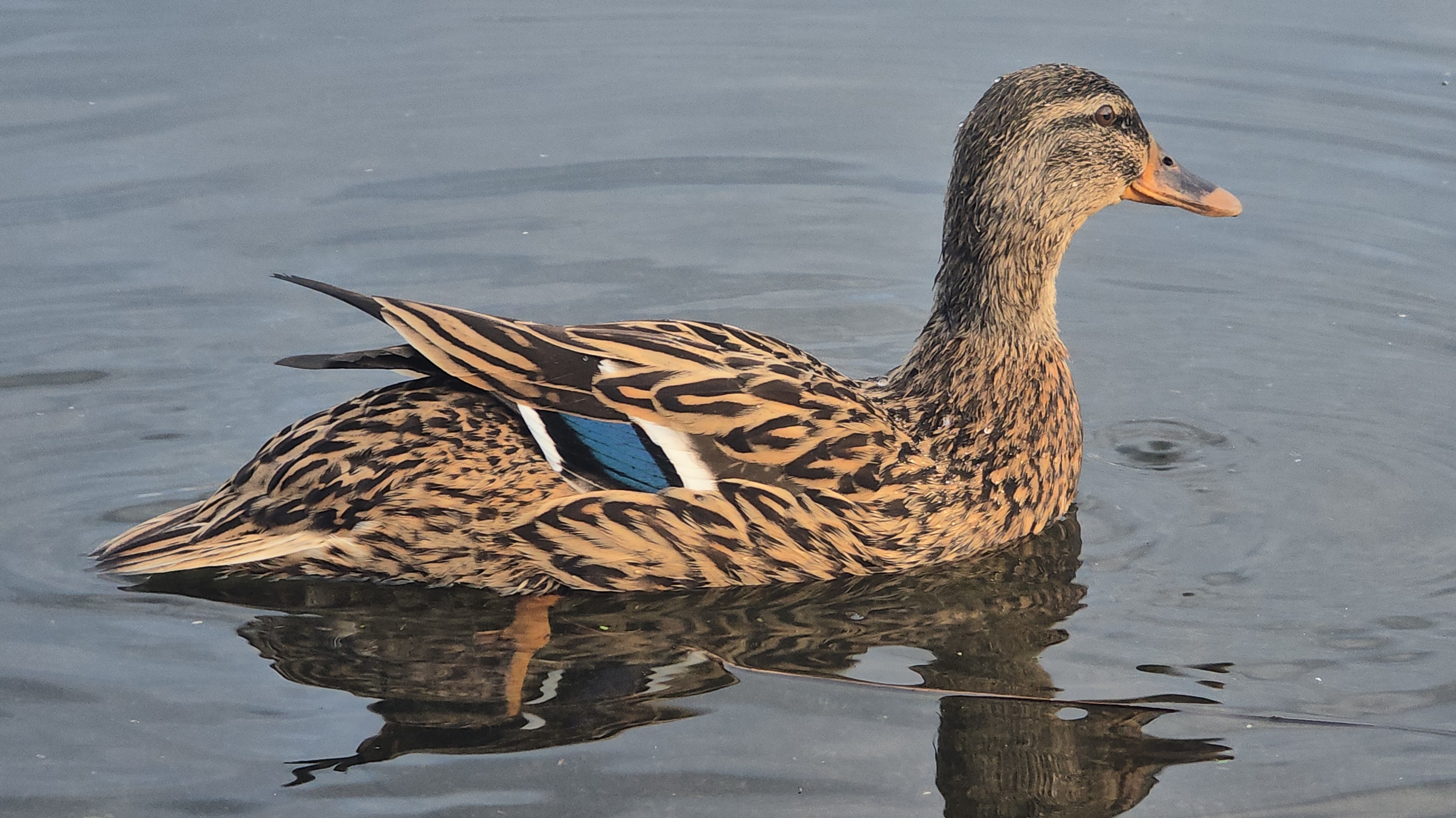 Первое утро на Москве реке