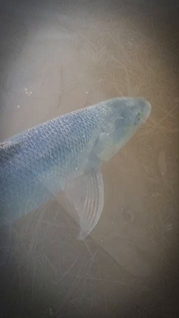 Жерех на 2 600  на воблер