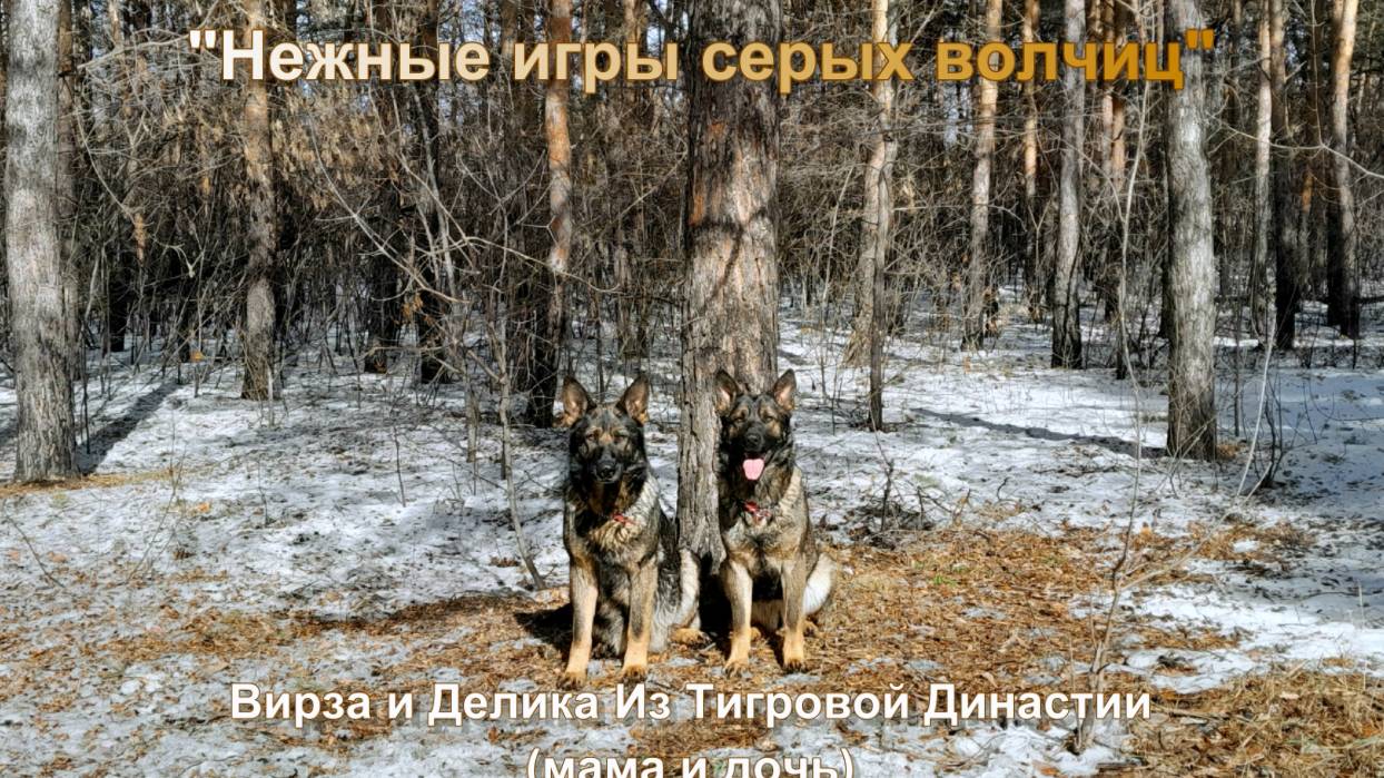 "Нежные игры серых волчиц"
Март 2025