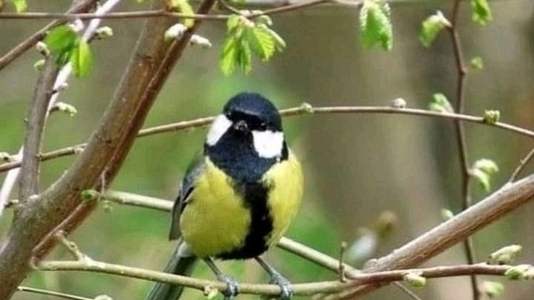 18-04-2025.Прекрасная погода 🌞. В теплице сею , сажаю.