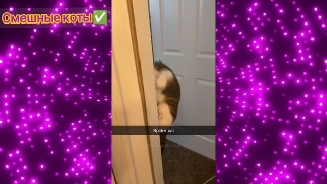 Смешные коты Подборка #50 / Забавные видео про домашних животных/ Смотреть приколы про котиков 2025