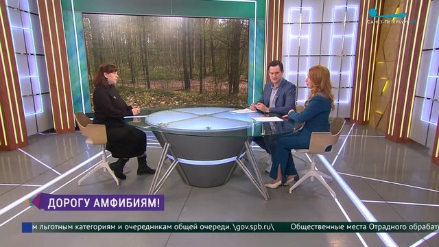 Дорогу амфибиям! Как самостоятельно помочь земноводным?