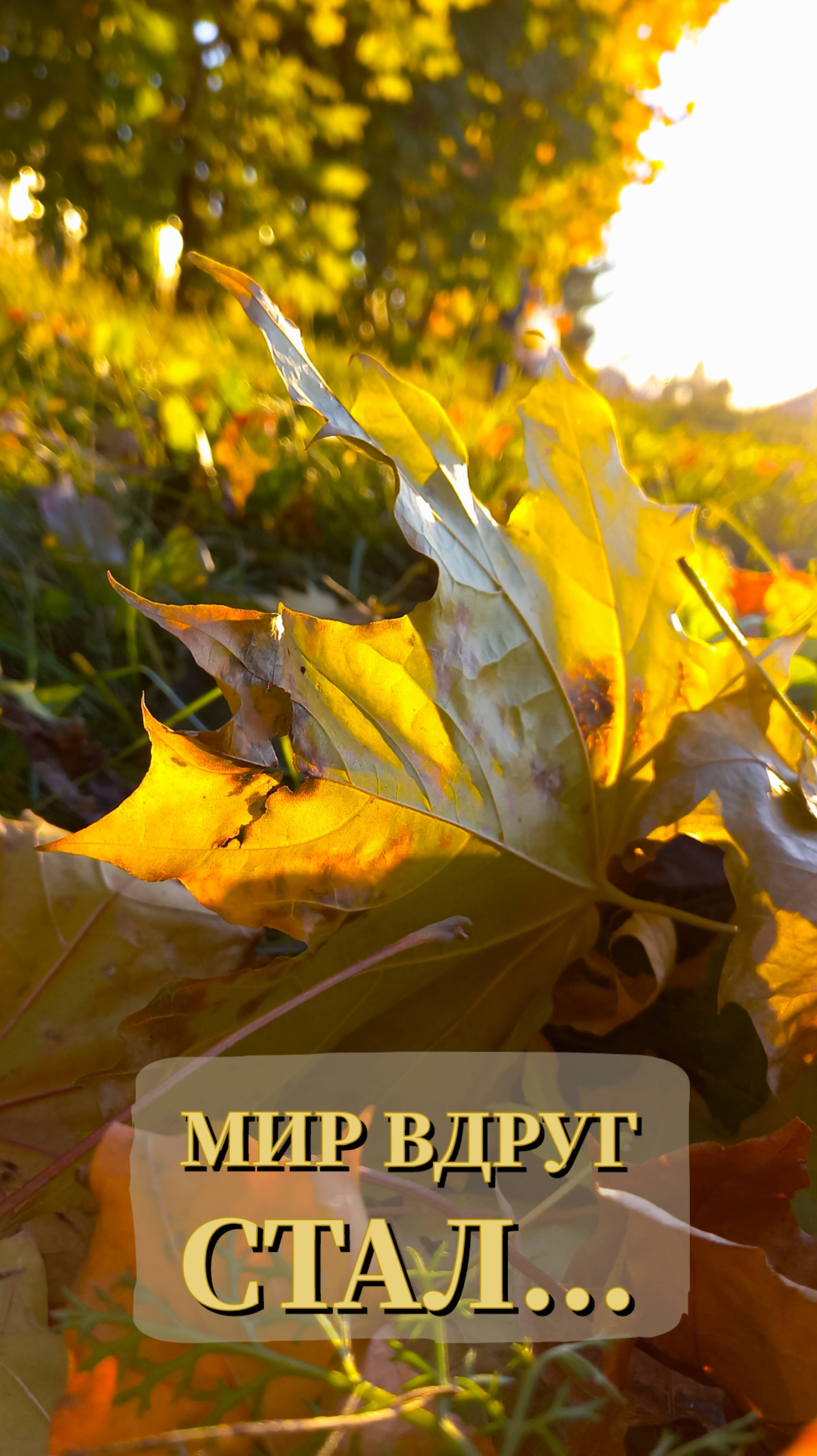 Мир вдруг стал...#shorts