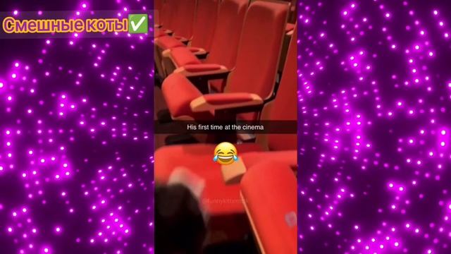 Смешные коты Подборка #51 / Забавные видео про домашних животных/ Смотреть приколы про котиков 2025