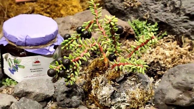 Камчатский край 03.08.25.