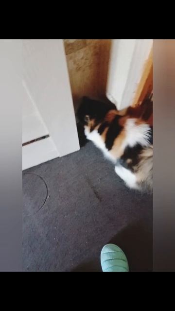 Весна! Гулять!🐱☀️