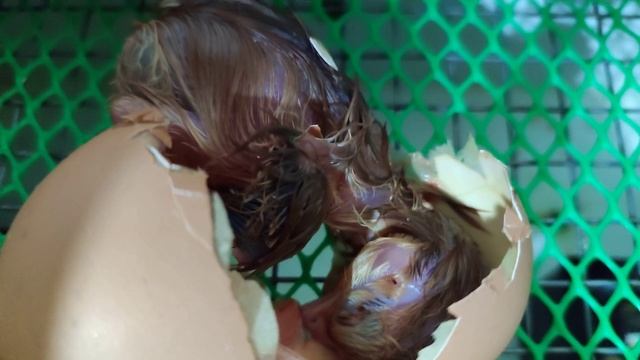 Вылупление цыплят