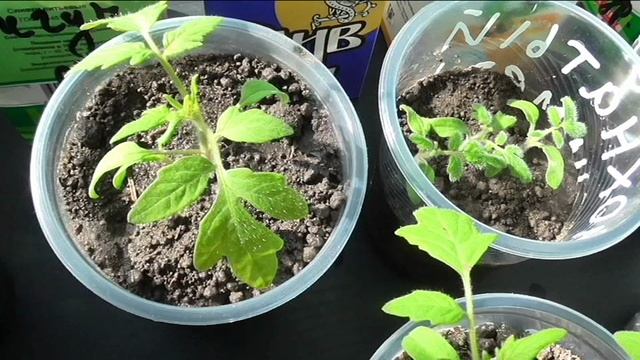 Необычные случаи с моей рассадой