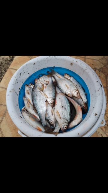 Отловился немного на поплавок🎣 Разнорыбица😊👍