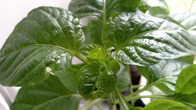 ПАУТИННЫЙ КЛЕЩ НА РАССАДЕ. ЧТО ДЕЛАЮ.