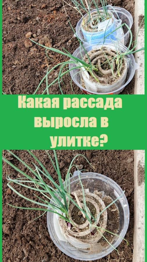 Какая рассада лука вырастает в улитке - показываю!