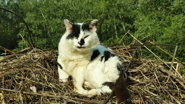 Приблудный друг...