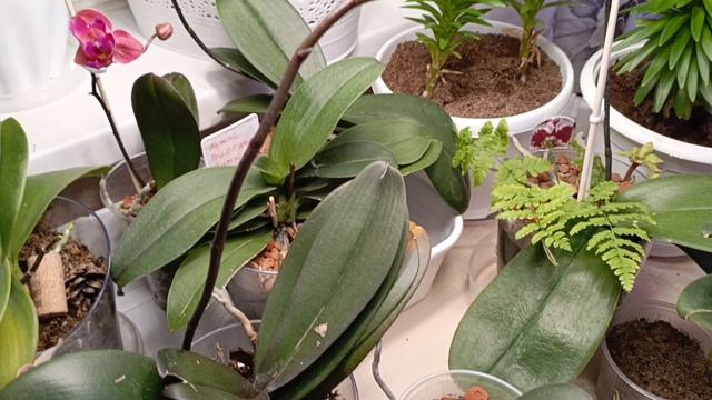 ожидание шикарного цветения моих орхидей! что для этого нужно делать? 🌹море цветоносов !!!