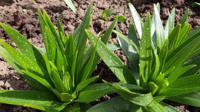 Лилии. Чего хотят весной?  Яркое и пышное цветение. Только правильный уход.