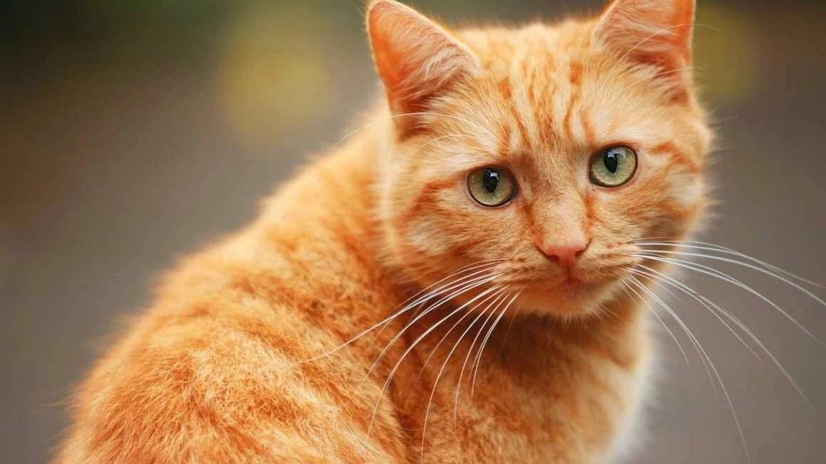 "Кот, который гулял сам по себе". Самара. Часть 1.