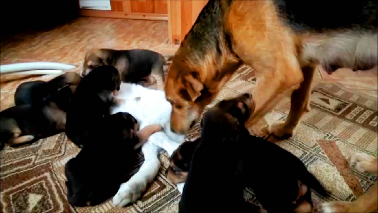 Щенки Русской Гончей - 21 день .#охотасгончей#собака #животные #топ #щенки#hunting