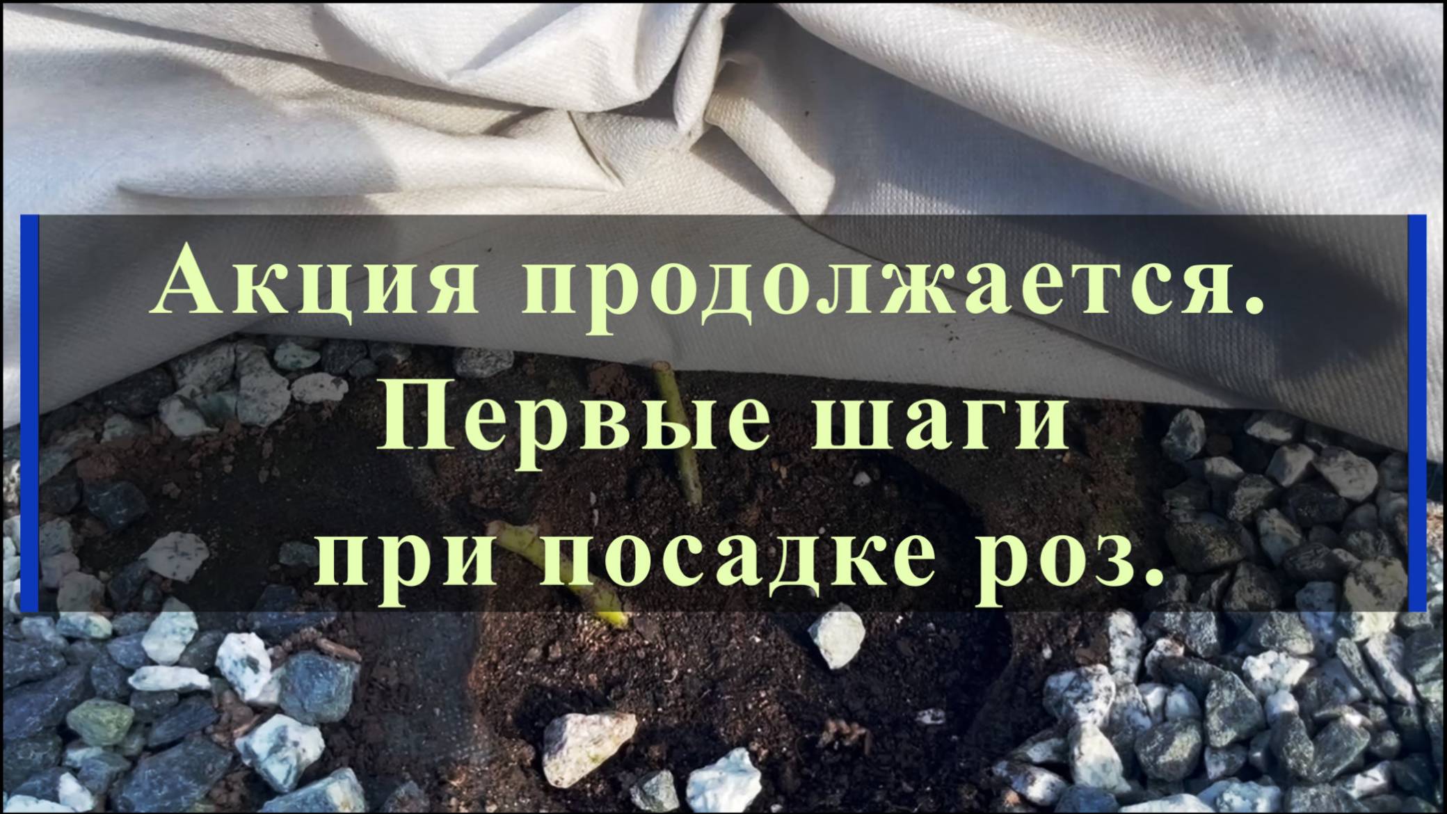 Акция продолжается. Первые шаги при посадке роз.