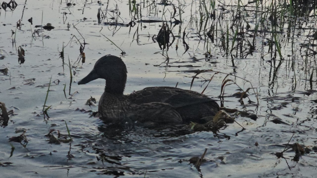 Вечерка с подсадными утками