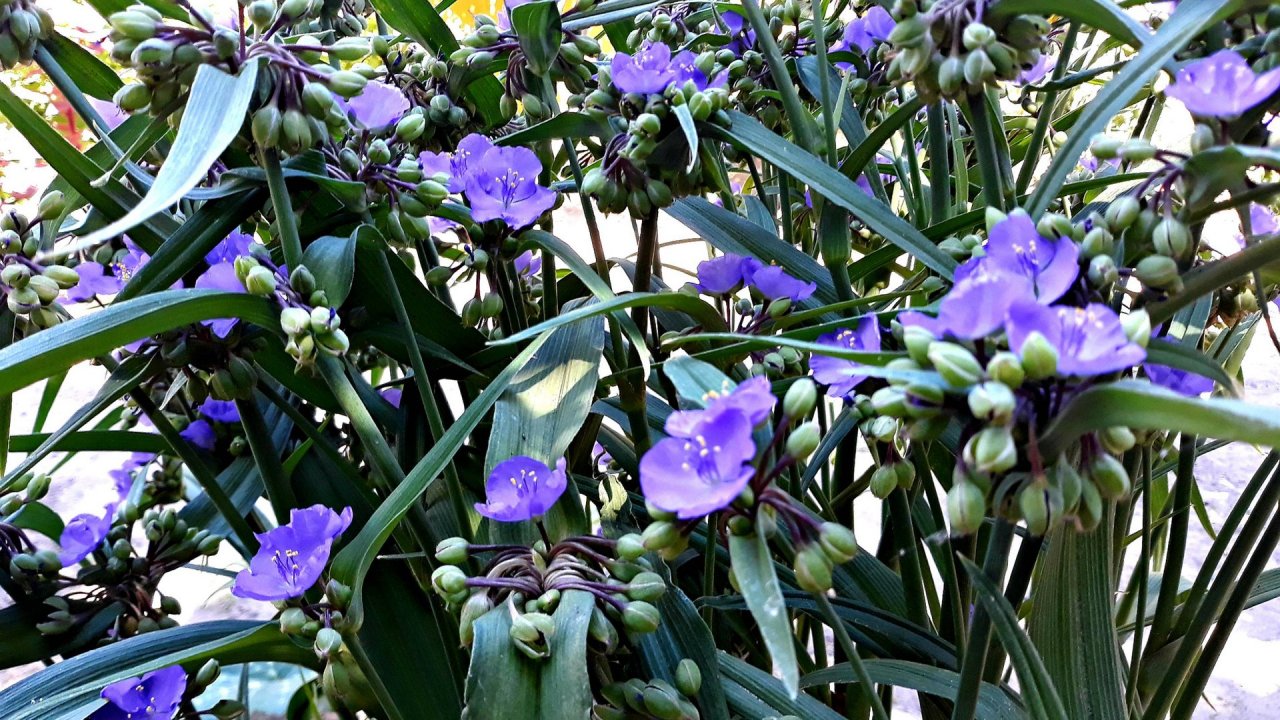 Традесканция садовая многолетняя.