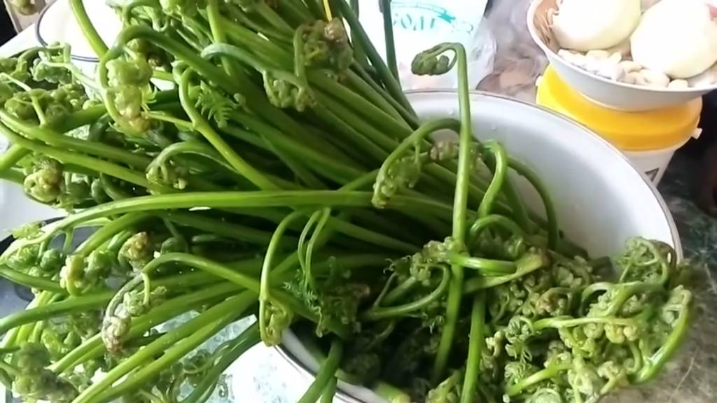 Папоротник. Как приготовить. Рецепт приготовления папоротника. Крапива. Рецепт. Польза. Орляк. Вкус