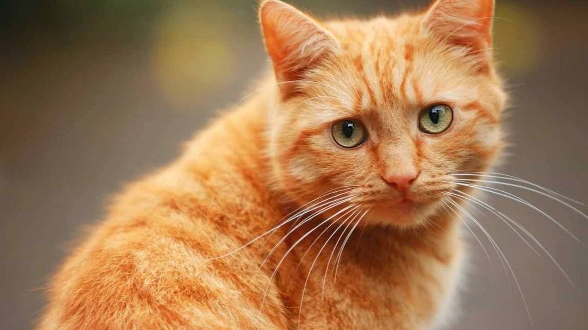 "Кот, который гулял сам по себе". Самара. Часть 2.