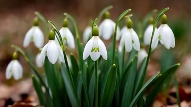 19 апреля – День подснежника.