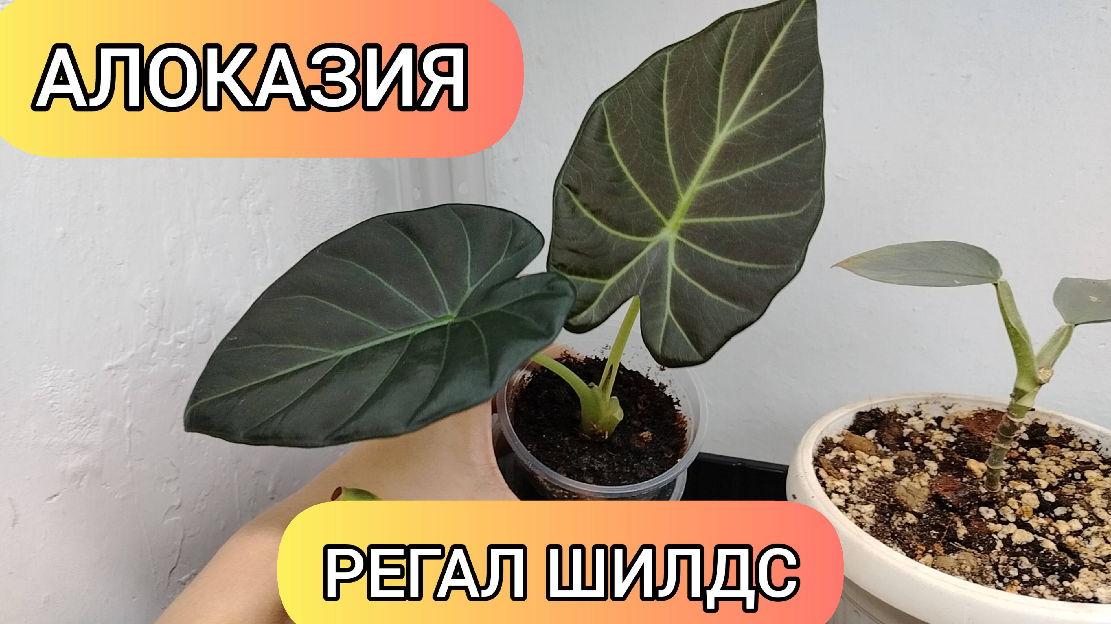 АЛОКАЗИЯ РЕГАЛ ШИЛДС