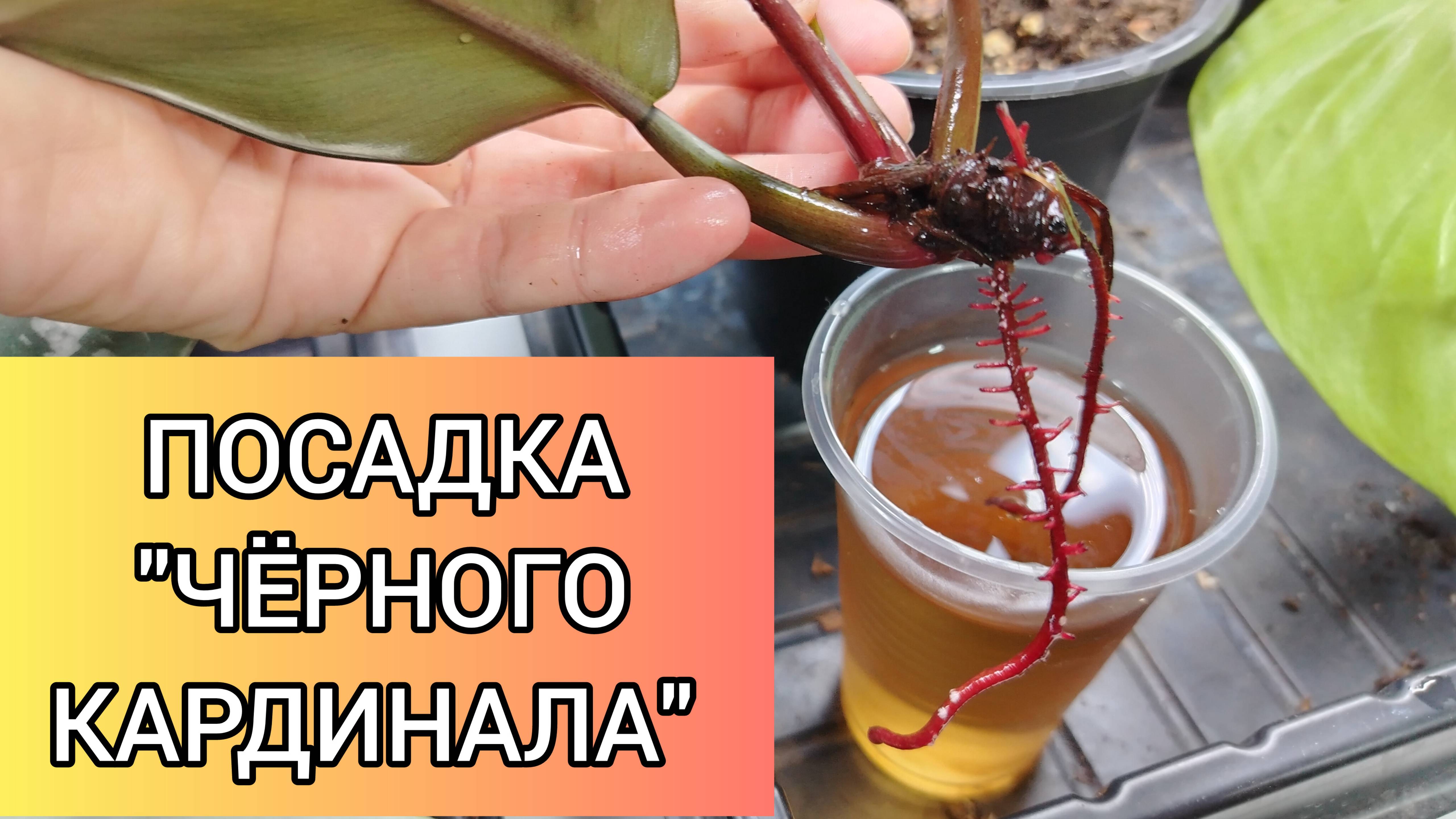 ПЕРЕСАДКА ЧЕРНОГО КАРДИНАЛА