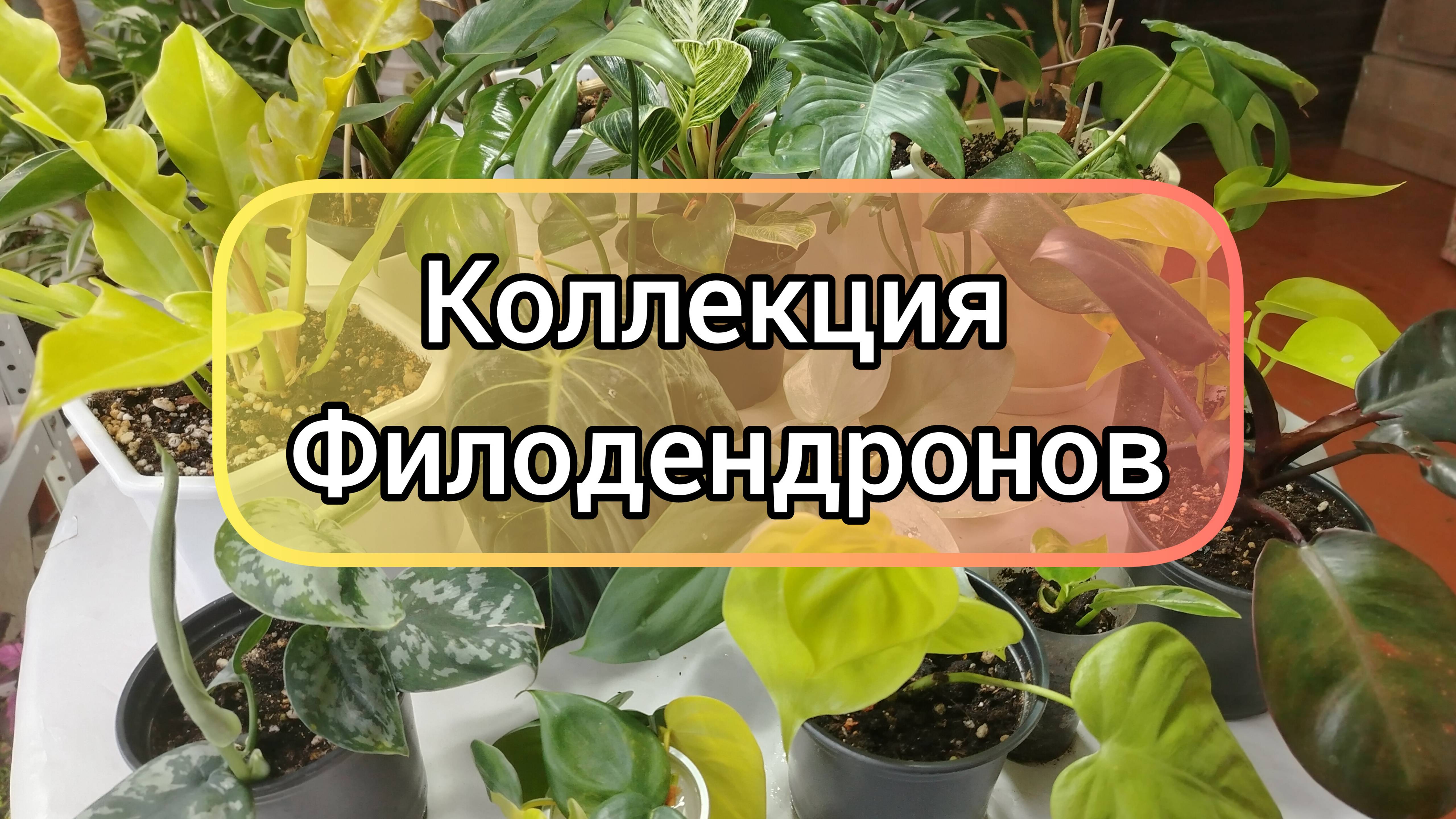 КОЛЛЕКЦИЯ ФИЛОДЕНДРОНОВ