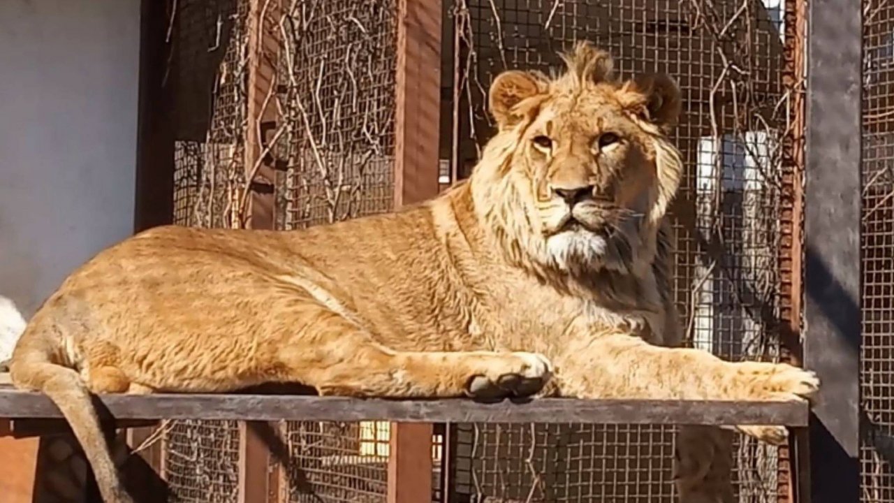 ХРИСТОС ВОСКРЕС!  Шерхан и Порш дают мастер - класс по позированию. Симочка рада гостям. (1 выпуск)