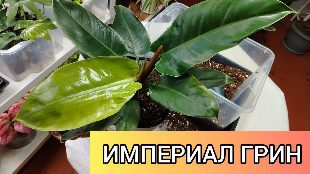 ПЕРЕВАЛКА ИМПЕРИАЛ ГРИН