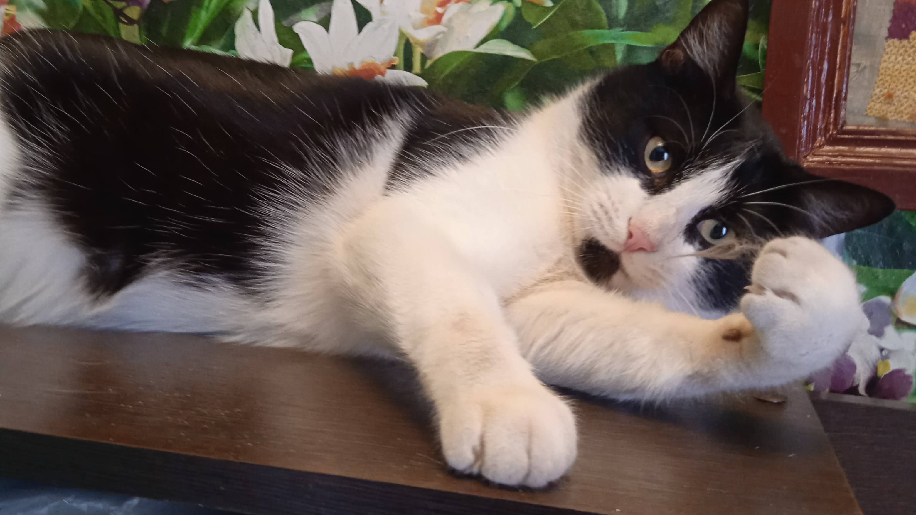 20.4.25г.  ЛЁВУШКА обидел САНЕЧКУ!!!  Мои Любимые ЖИВОТНЫЕ!!!